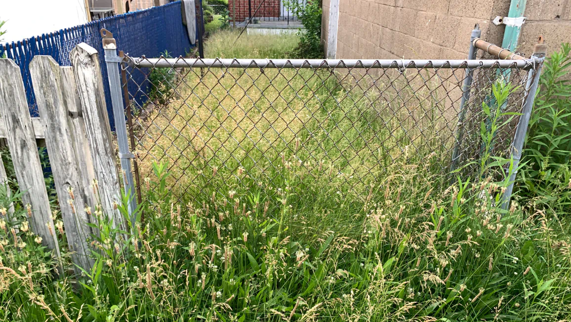 Brush Removal (1)